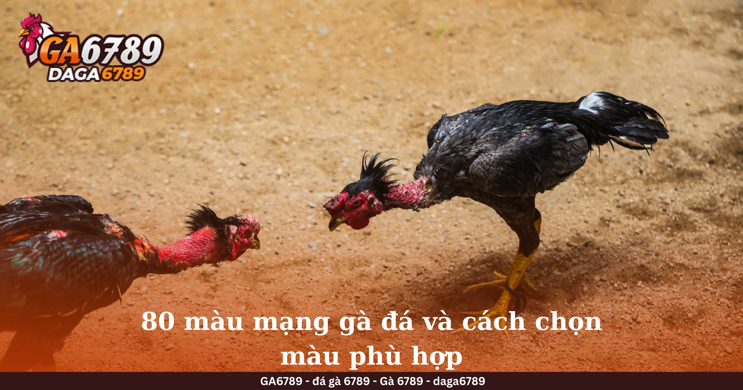 80 màu mạng gà đá và cách chọn màu phù hợp
