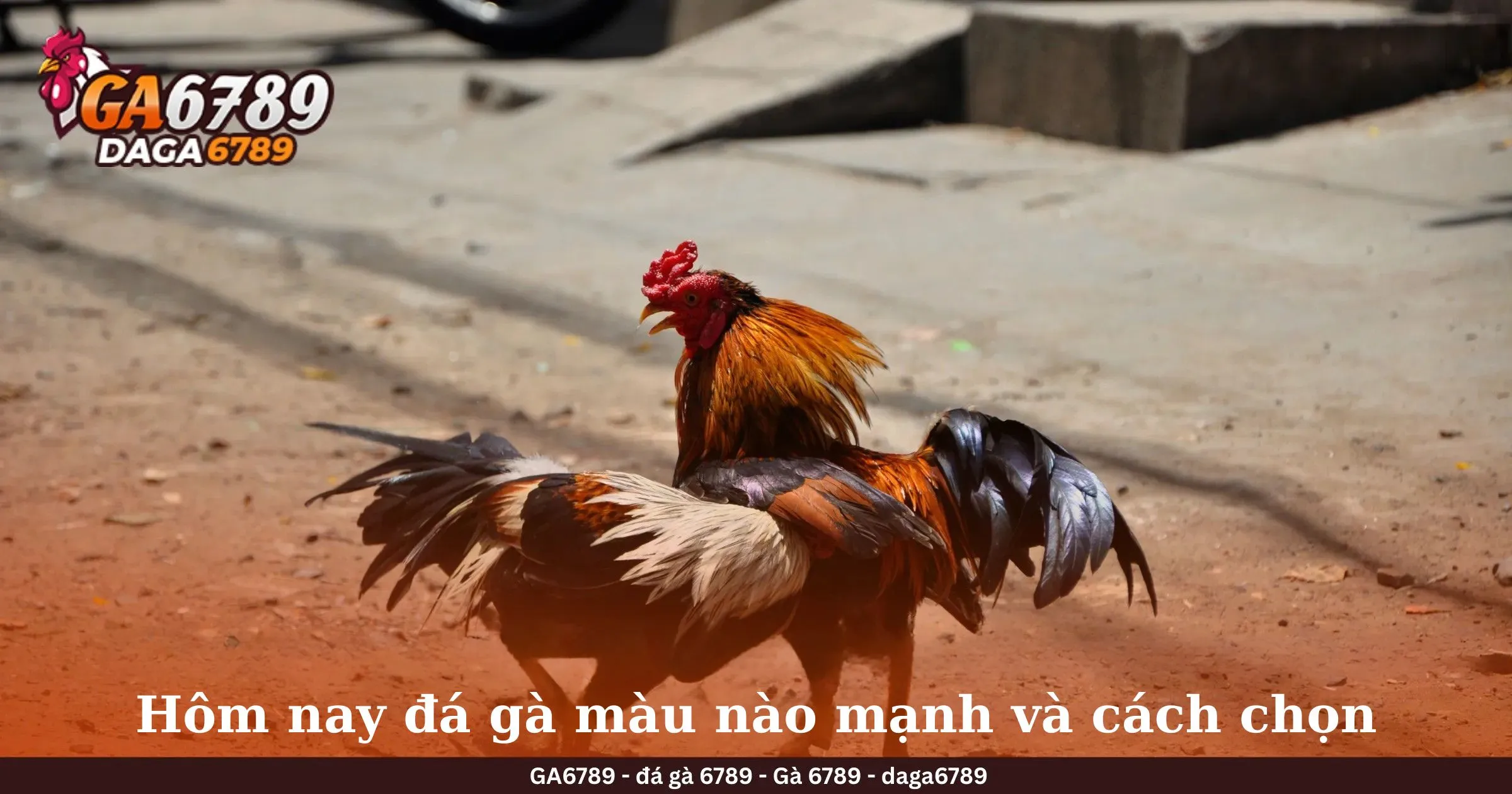 Hôm nay đá gà màu nào mạnh và cách chọn