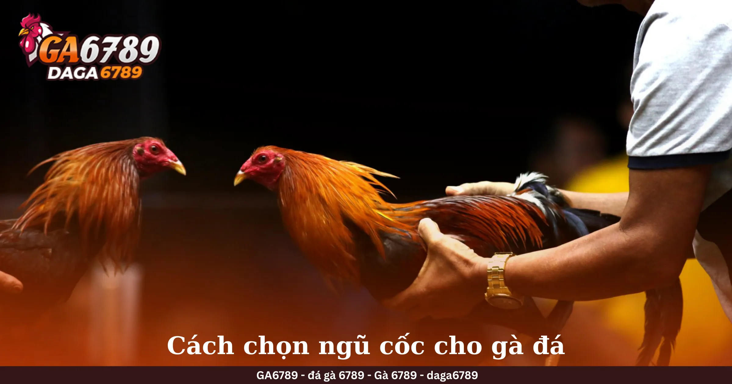 Cách chọn ngũ cốc cho gà đá