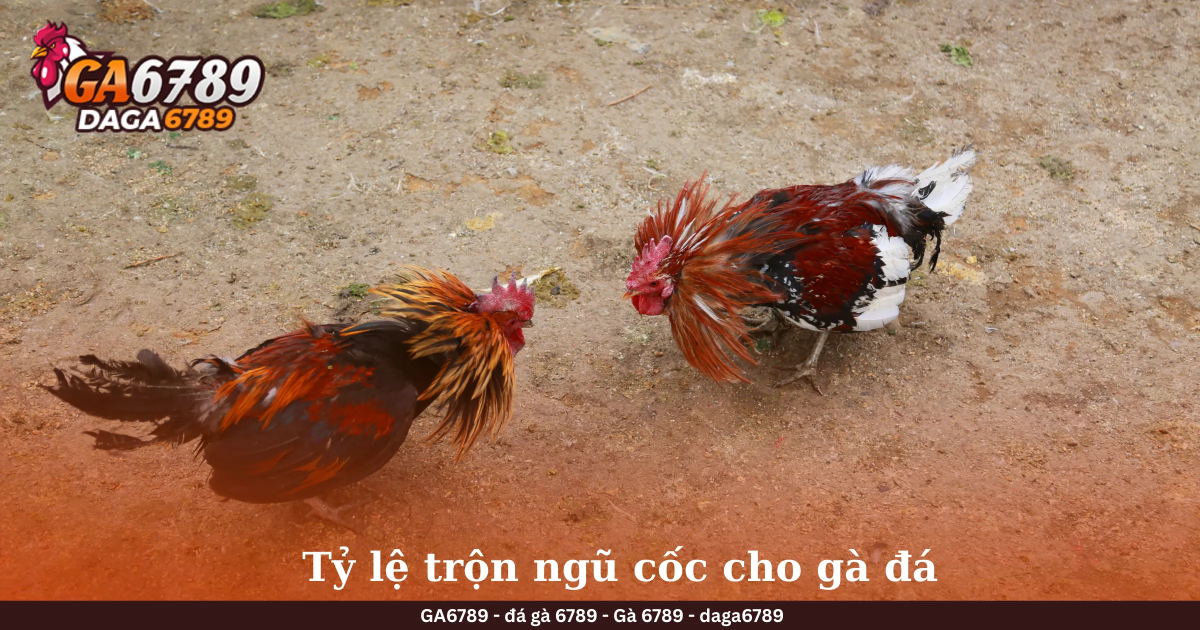 Tỷ lệ trộn ngũ cốc cho gà đá 