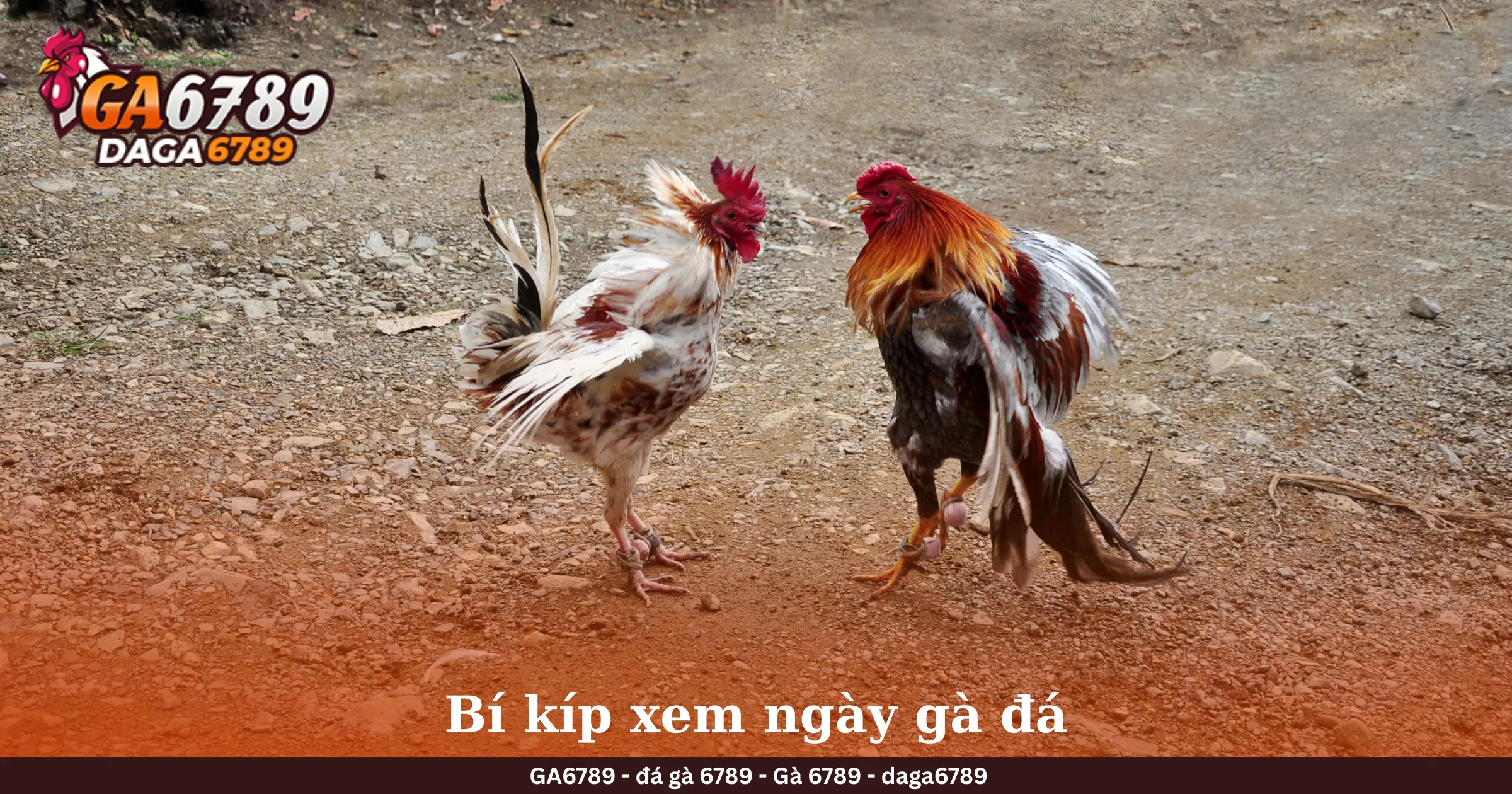 Bí kíp xem ngày gà đá