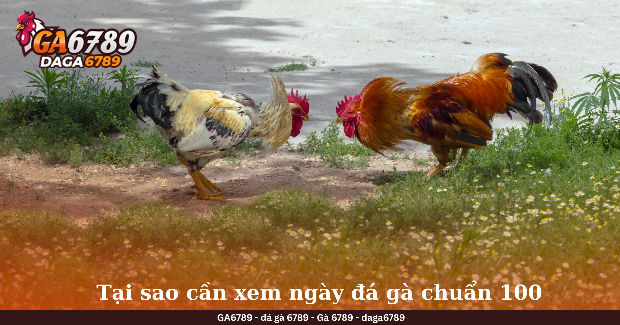 Tại sao cần xem ngày đá gà chuẩn 100