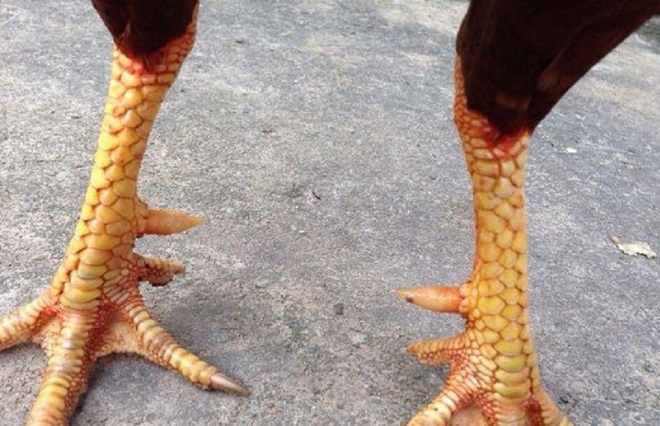 Cách chăm sóc gà bạch đầu để đạt phong độ cao