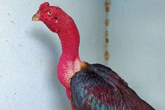 Cách làm da gà chọi dày hơn với rượu nghệ Cách làm da gà chọi dày hơn với rượu nghệ