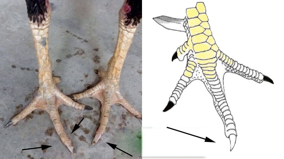 Gà bạch đầu là gì?