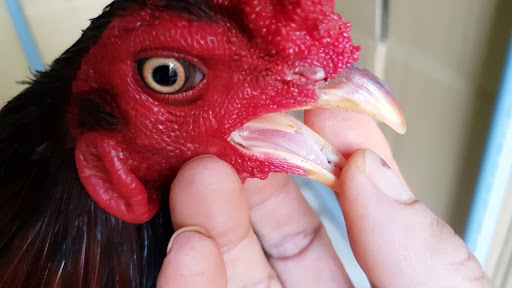 Rủi ro khi mua phải gà đoản thiệt giả Rủi ro khi mua phải gà đoản thiệt giả