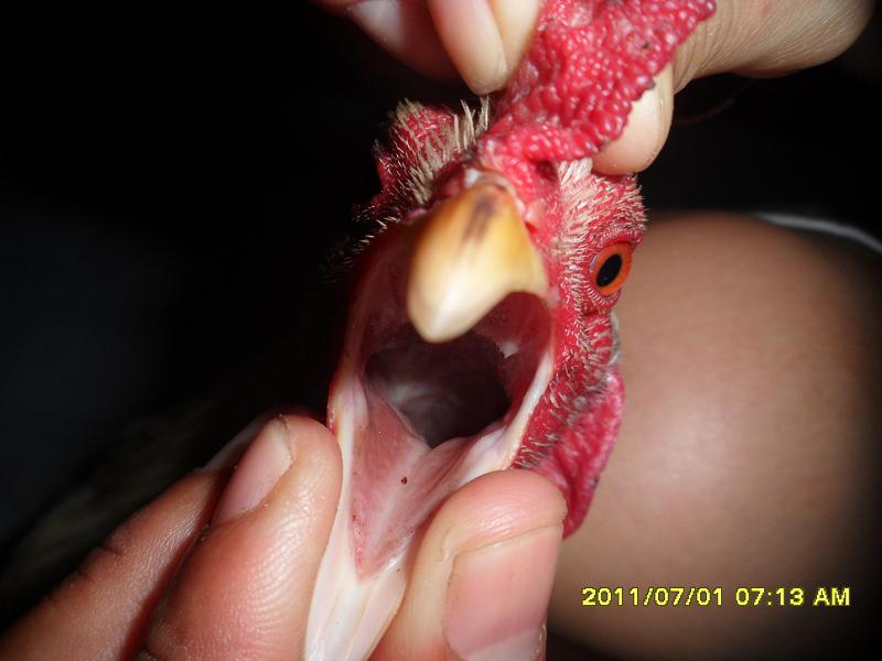 Đặc điểm nổi bật của giống gà đoản thiệt Đặc điểm nổi bật của giống gà đoản thiệt